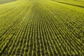 New seedlings of wheat