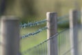New sharp barbed wire fence with smooth blurred background. Copy space Royalty Free Stock Photo