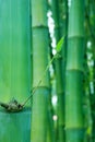 New shoot of bamboo