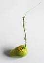 New shoot of Chayote growing out from its fruit