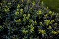 New shoots in boxwood plant