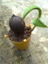 new shoots from coconut trees in pots