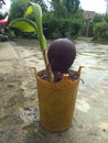 new shoots from coconut trees in pots