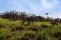 New shoots of green grass rise from an ashen burnt landscape