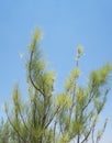 New shoots of jasmine tree