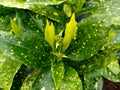 Aucuba japonica `Variegata`