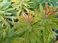Euphorbia x martinii `Ascot Rainbow` Royalty Free Stock Photo