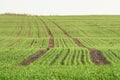 New shoots of a winter wheat on a spring field. Rows of fresh young green seedlings. Royalty Free Stock Photo