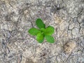 New small plant growing on dry soil Royalty Free Stock Photo