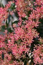 New South Wales Christmas Bush flower sepals, Ceratopetalum gummiferum, family Cunoniaceae, Endemic to open forest and rainforest