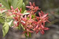 New South Wales Christmas Bush