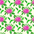 New South Wales waratah Telopea speciosissima pink flowers and leaves floral emblem of Queensland, Australia, hand painted