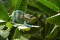 Montagne Ambre Chameleon Royalty Free Stock Photo