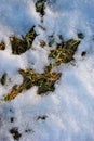 New spring grass covered with white melting snow, natural background