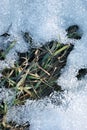 New spring grass covered with white melting snow, natural background