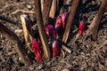 New spring growth in a peony plant among the old plant stems cut back last year