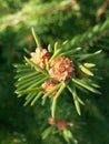 Close up of green spring needles of a spruce