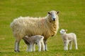 New Spring Lambs Royalty Free Stock Photo