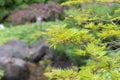 New spring leaves on branches of Japanese maple tree with garden in background Royalty Free Stock Photo