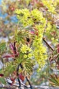 New spring life of maple tree branch with flowers macro backgro Royalty Free Stock Photo