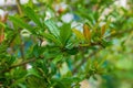 New Spring Pomegranate Leaves