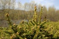 New spring shoots of a pine tree sometimes called `candles`