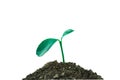 New sprout growing in natural Royalty Free Stock Photo