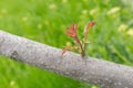 New sprout on Manchurian walnut tree