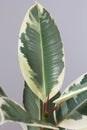 New sprout and one big leaf of variegated Ficus shrub houseplant indoor on the grey background