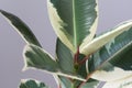 New sprout of variegated Ficus shrub houseplant indoor on the grey background