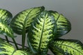 New sprout of variegated Ficus shrub houseplant indoor on grey background