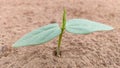 Germinating plant of Lobia Chawla crop, close up view