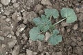 New sprouting pumpkin plant, soil and pumpkin plant