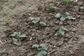 New sprouting pumpkin plant, soil and pumpkin plant