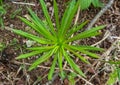 Green plant growing out of the ground Royalty Free Stock Photo