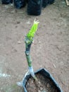 New sprouts on grafted mango tree plant. New life concept.