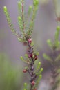 New sprouts of heather in the garden backlit