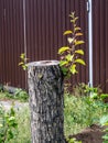 New sprouts on the stump of a cut Apple tree Royalty Free Stock Photo