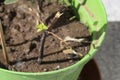 New sprouts from twigs used as stem cuttings to propagate plants. Close up