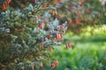 New spruce cones on spruce branch Royalty Free Stock Photo