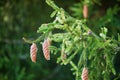 New spruce cones on spruce branch Royalty Free Stock Photo