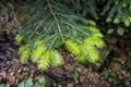 New spruce needles, primeval forest Stuzica, Poloniny, Slovakia Royalty Free Stock Photo