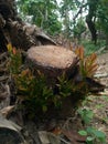 new stalks and leaves appear on the stump