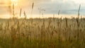 New start concept: vibrant summer sunrise through the tall grass with yellow, red highlights, blurred blue clouds and morning fog