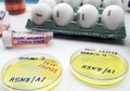 New strain of H5N8 avian influenza infected in humans, petri dish with samples