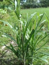 New sugarcane seedlings Royalty Free Stock Photo