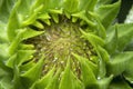 New sunflower bud unfurling Royalty Free Stock Photo