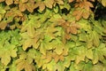 New sycamore leaves in sunlight in spring Royalty Free Stock Photo