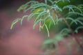 New tamarind leaves that are broken during Royalty Free Stock Photo