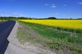 new tarmac road through yellow canola fields Royalty Free Stock Photo
